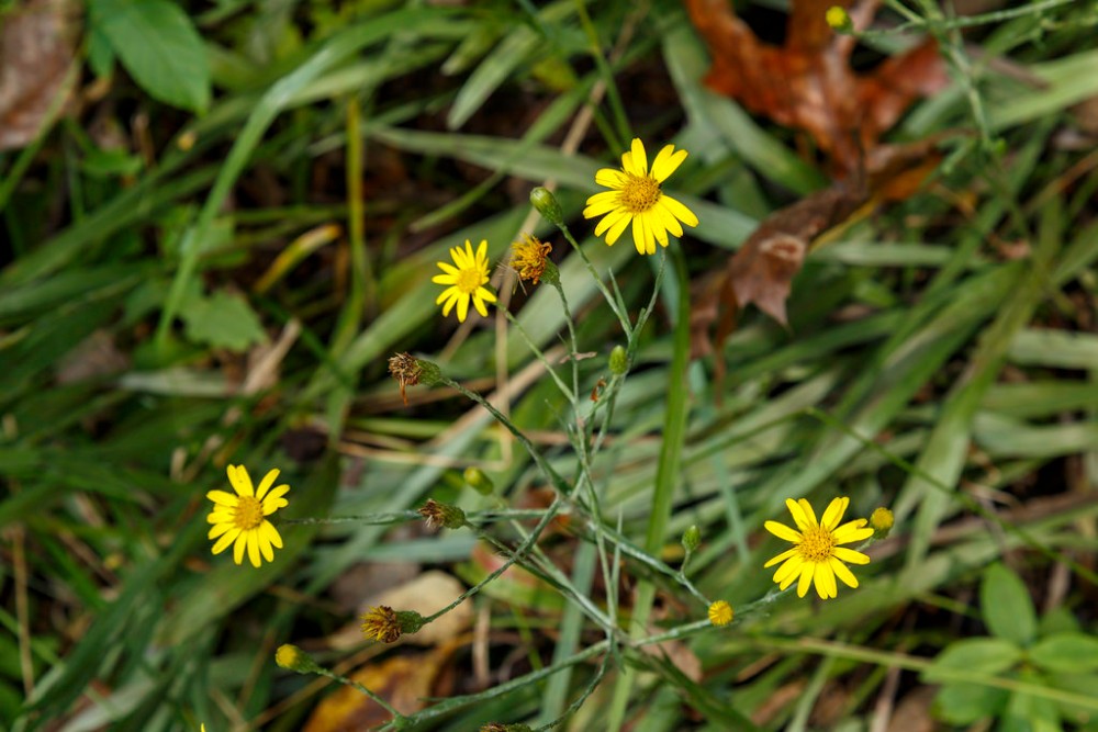 golden_aster3